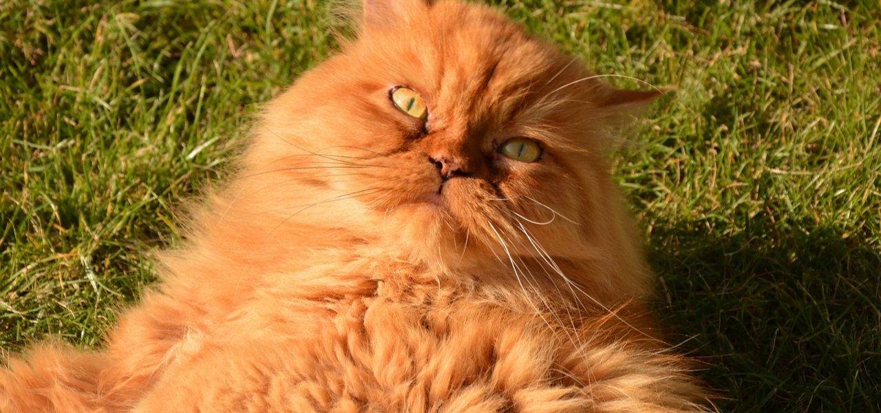 gatos Persas amarelos