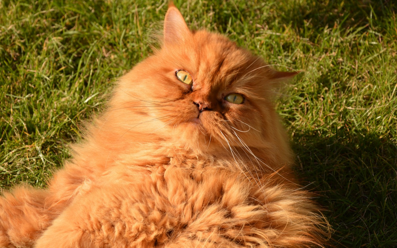 gatos Persas amarelos