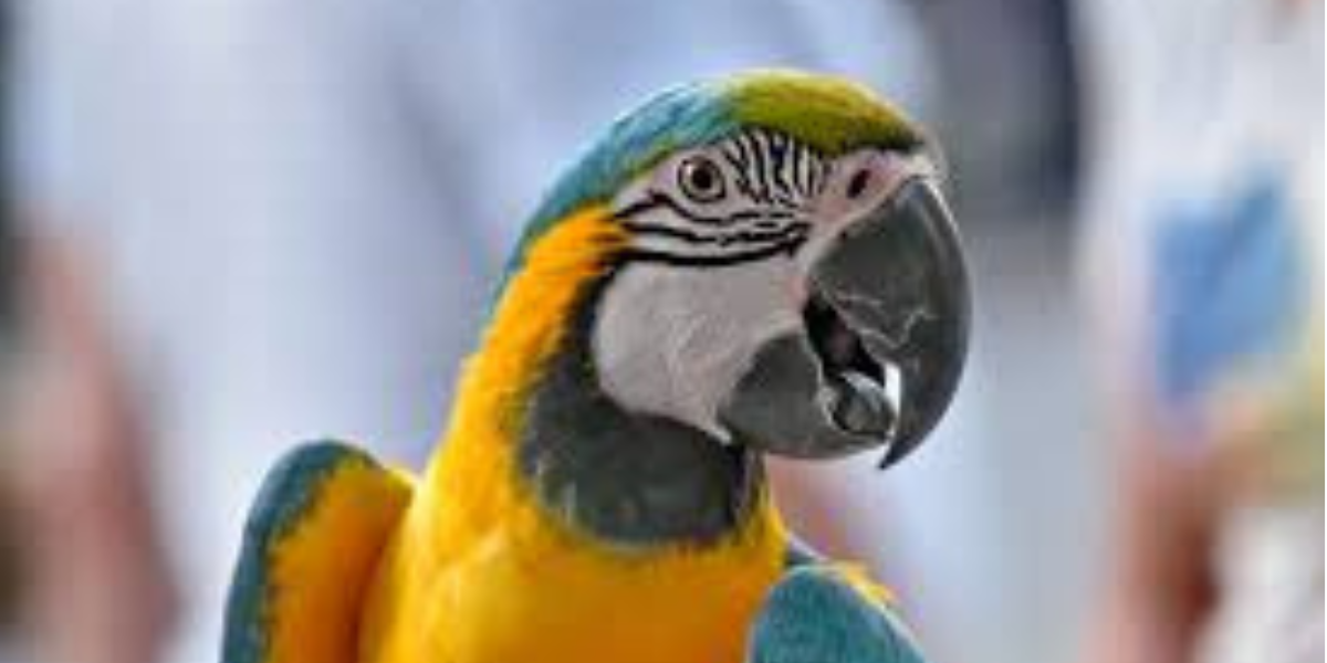 Por que a Arara Azul Está em Extinção?