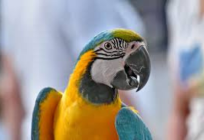 Por que a Arara Azul Está em Extinção?