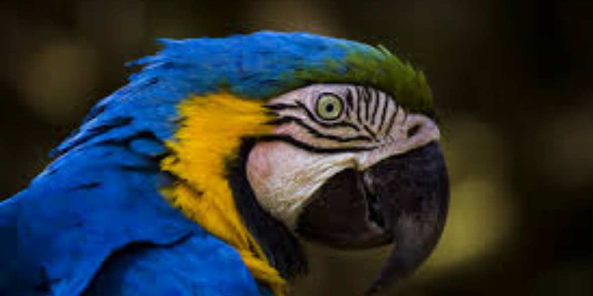 Arara Azul: Conheça a Beleza e o Fascínio Dessa Ave