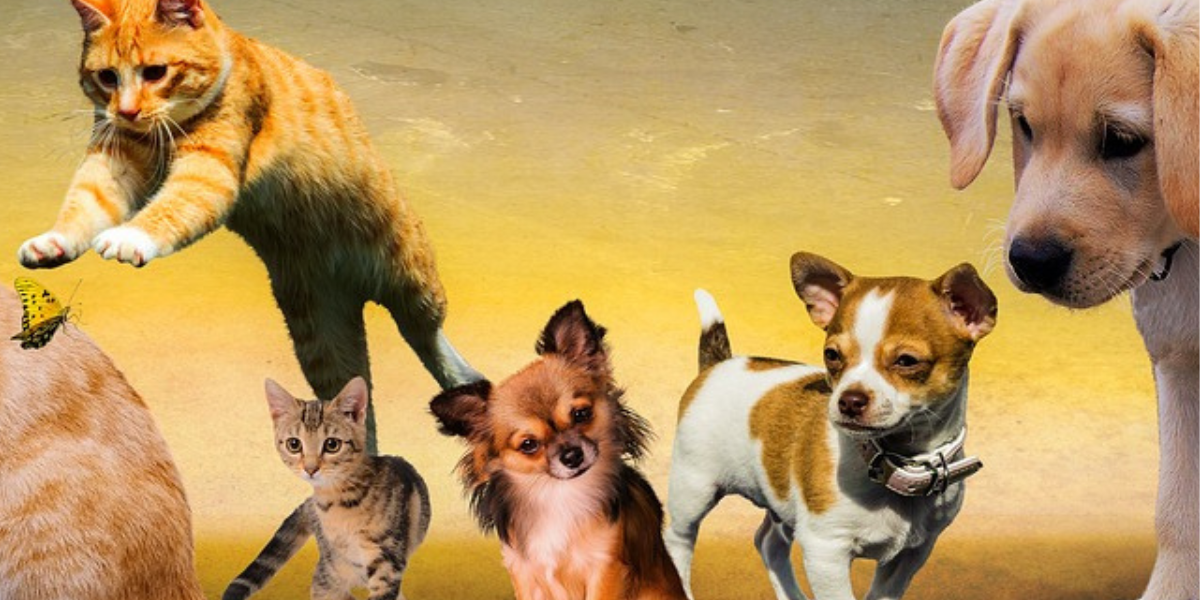 de Estimação: Como Escolher e Cuidar do Seu Companheiro IdealAnimal