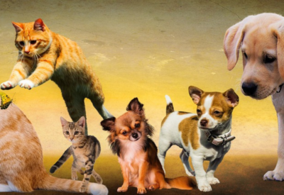 de Estimação: Como Escolher e Cuidar do Seu Companheiro IdealAnimal