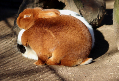 Coelho como Animal de Estimação
