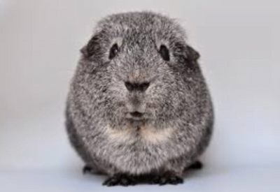 Chinchila Onde Comprar: Dicas para Encontrar o Pet Ideal