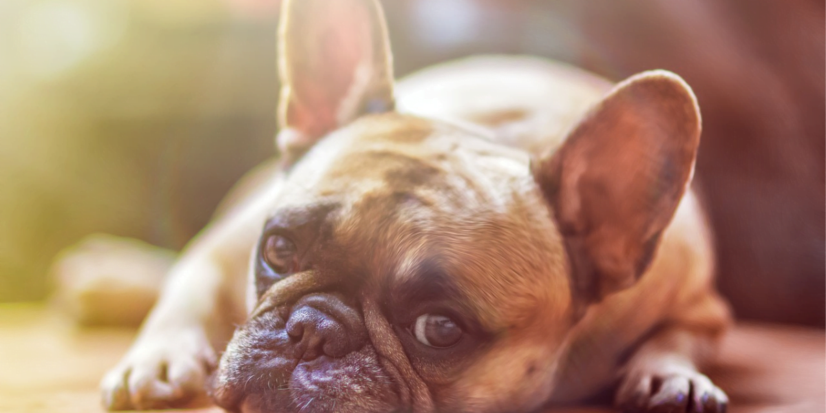 Ansiedade em Cachorro: Como Identificar, Tratar e Prevenir