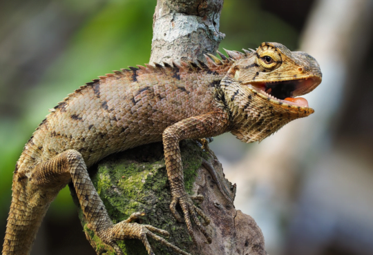 Pets Exóticos: O Que São e Como Cuidar Deles
