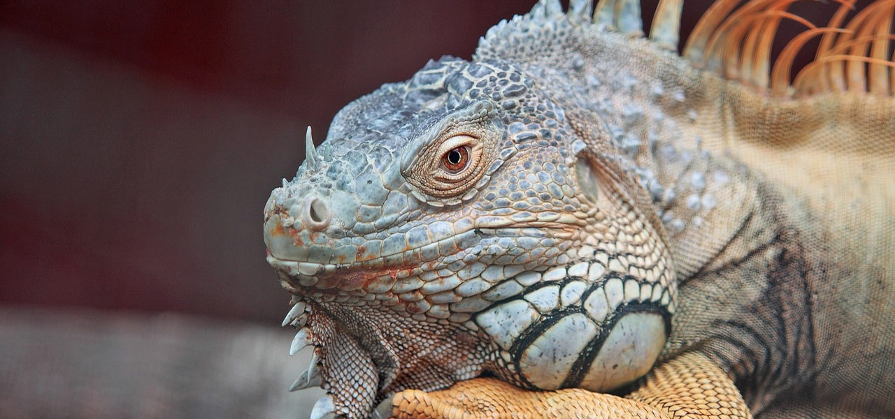Quantos anos vive uma iguana?