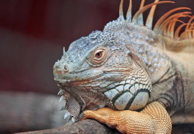 Quantos anos vive uma iguana?