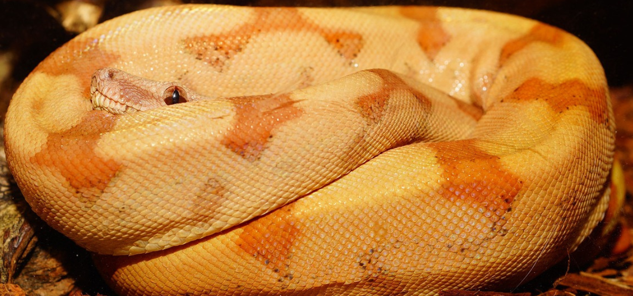 Jiboia como animal de estimação