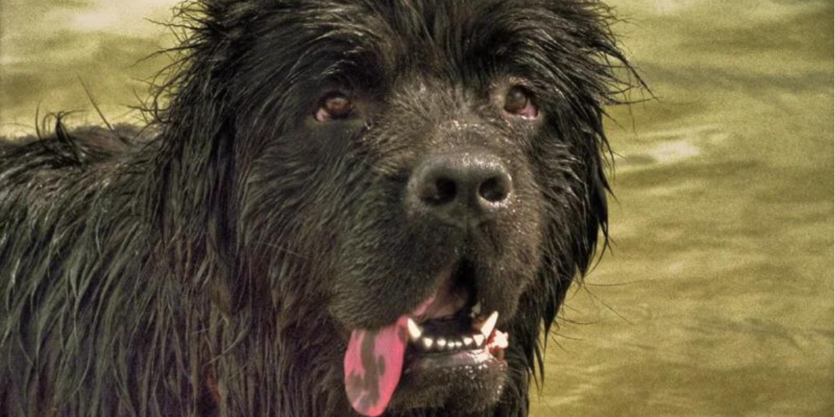 Raça de Cachorro Terra Nova