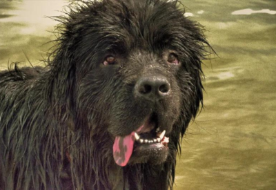 Raça de Cachorro Terra Nova