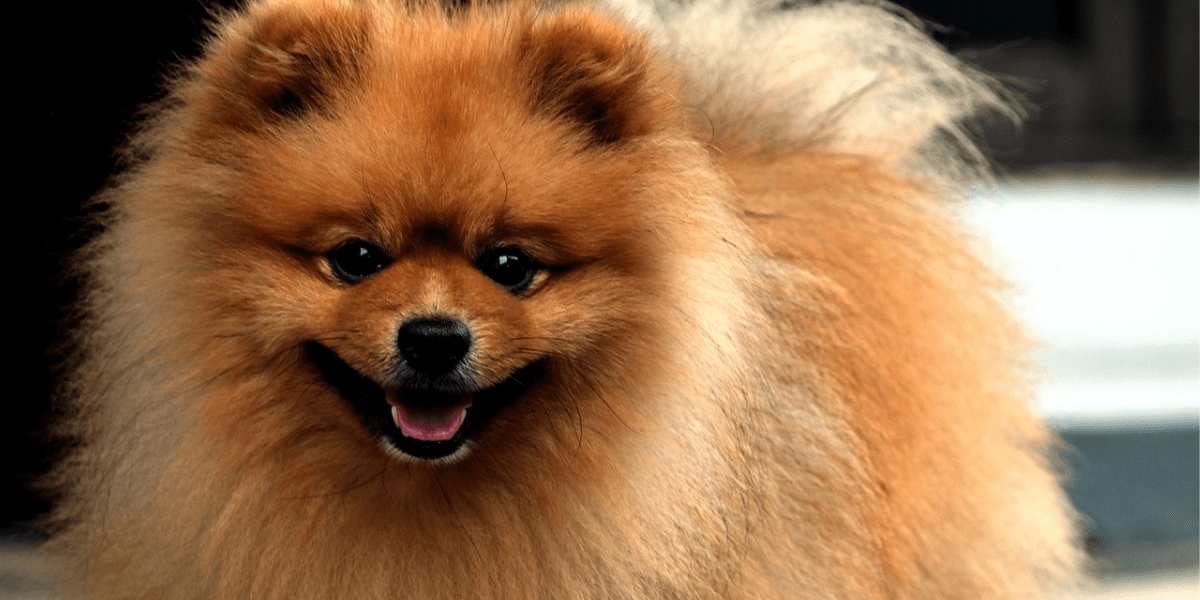 Raças de Cachorros Pequenos e Peludos Guia Completo