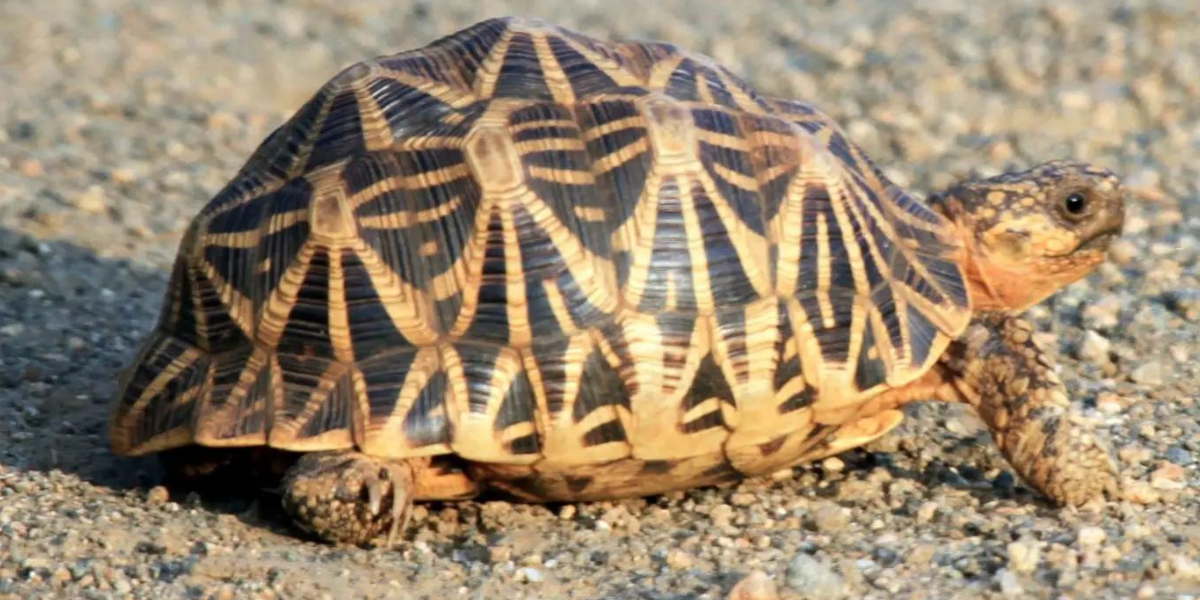 Tipos de Tartarugas Domésticas