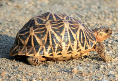 Tipos de Tartarugas Domésticas