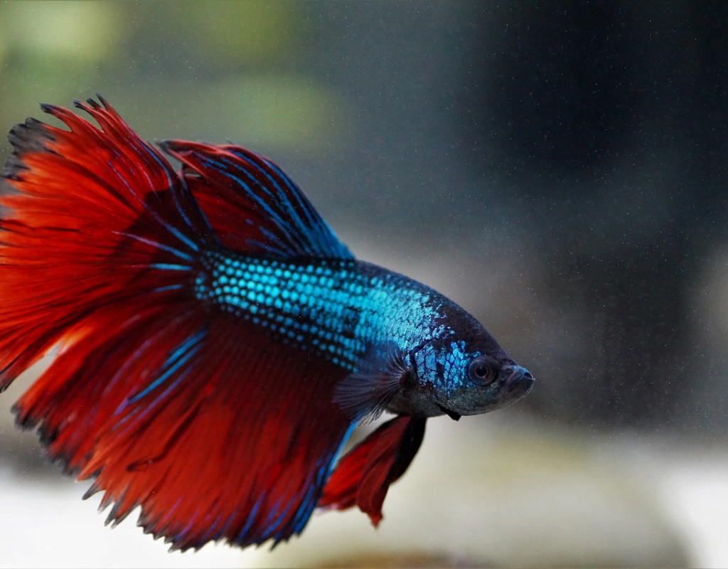Quantos Dias o Peixe Betta Pode Ficar sem Comer?