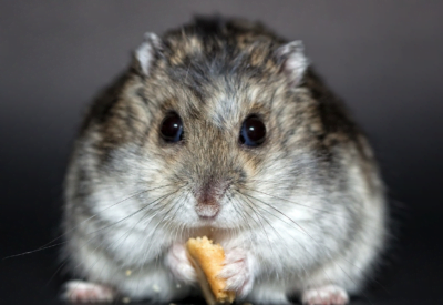 Hamster Anão Russo: O Pequeno Companheiro Ideal