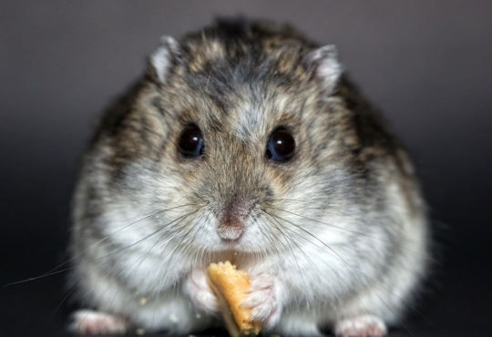 Hamster Anão Russo: O Pequeno Companheiro Ideal
