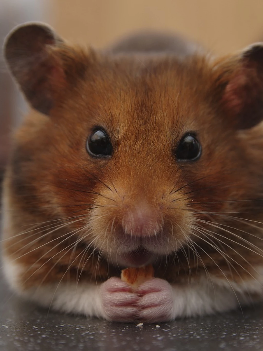 Hamster Anão Russo