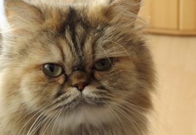 Gato da Raça Persa: O Felino Elegante e Carinhoso