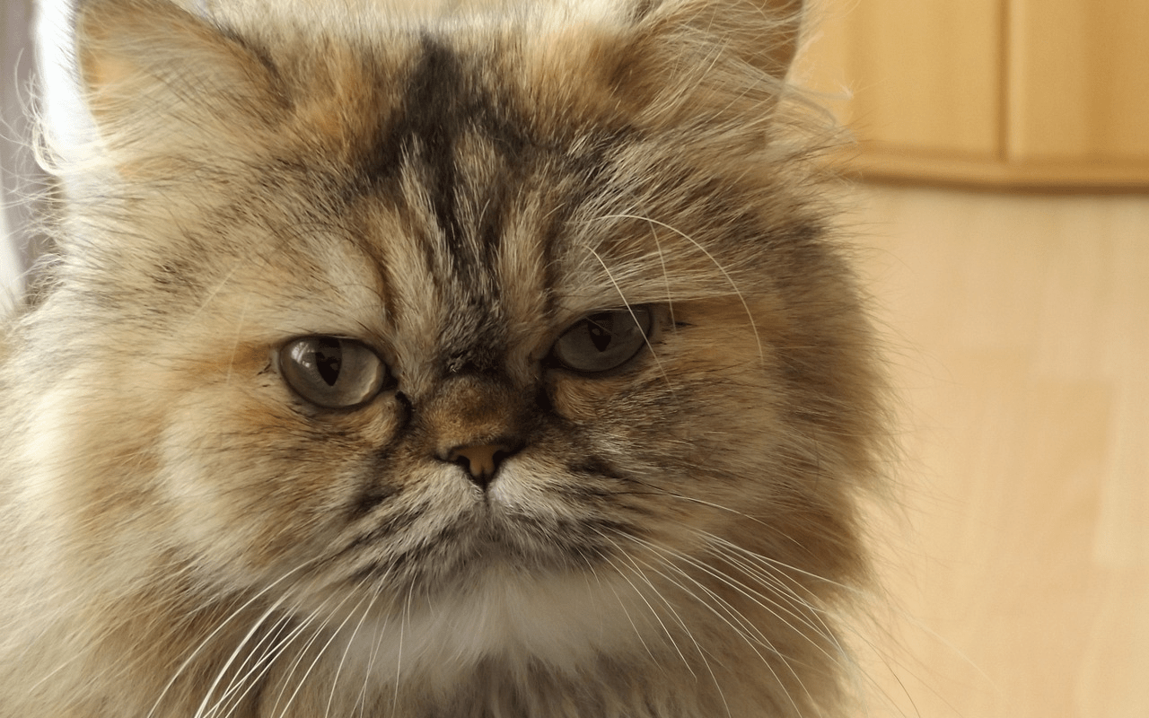 Gato da Raça Persa: O Felino Elegante e Carinhoso
