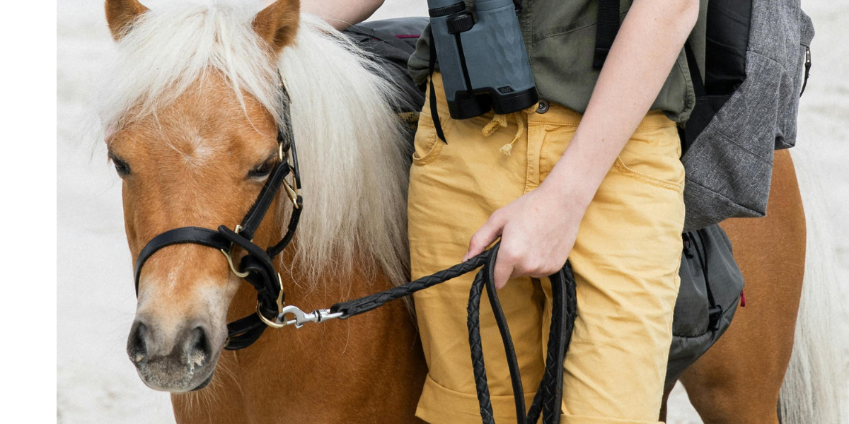 Mini Cavalo de Estimação: Tudo o Que Você Precisa Saber