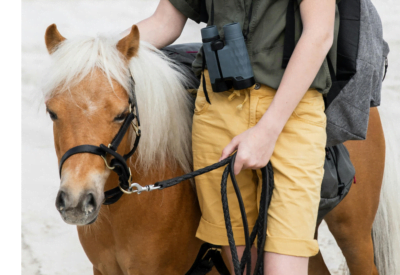 Mini Cavalo de Estimação: Tudo o Que Você Precisa Saber