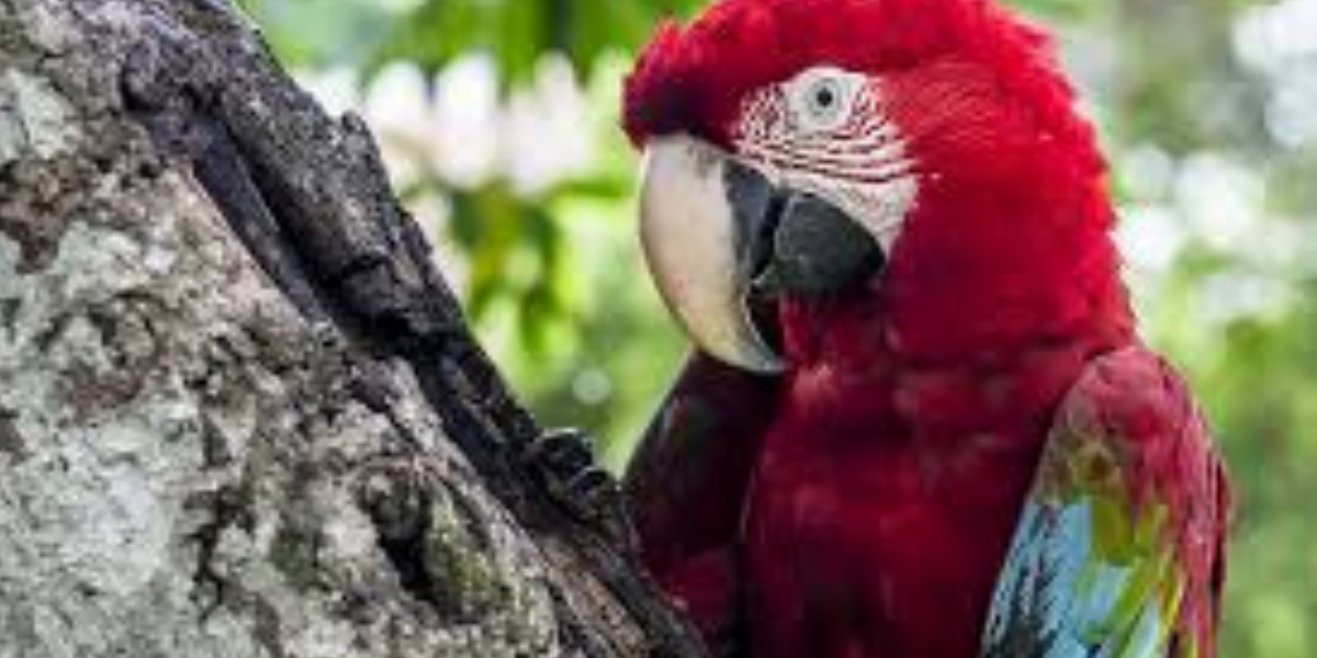 Araras Vermelhas: As Aves Exuberantes da Floresta