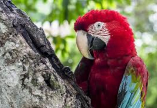 Araras Vermelhas: As Aves Exuberantes da Floresta