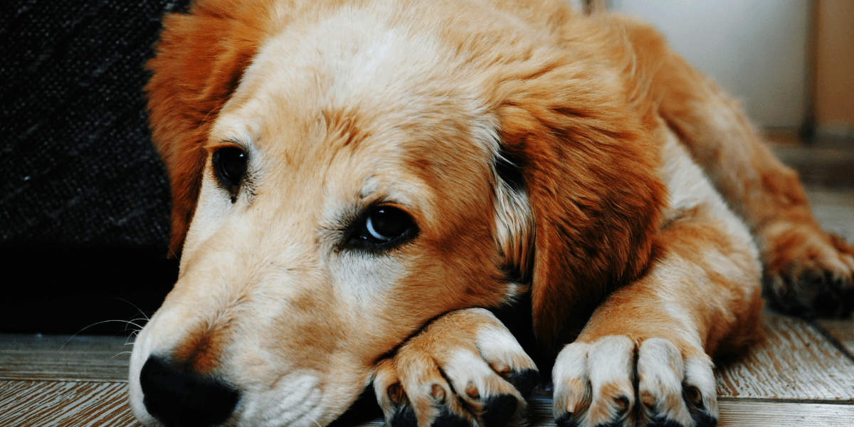 A Ansiedade de Separação em Pets Como Lidar