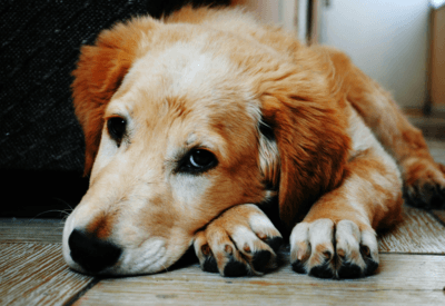 A Ansiedade de Separação em Pets Como Lidar