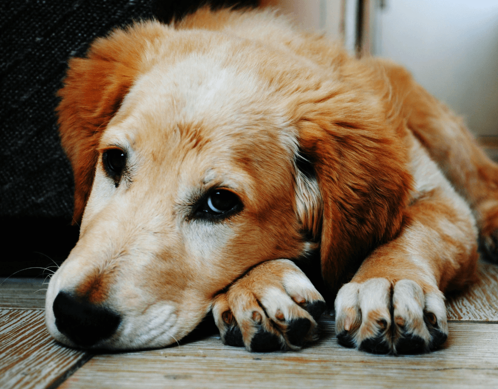 A Ansiedade de Separação em Pets Como Lidar