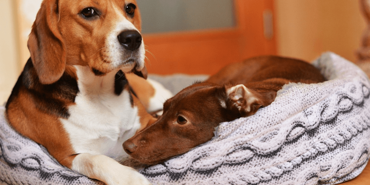 Alergias em Cachorros: Como Identificar e Tratar