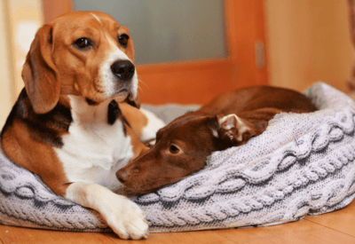 Alergias em Cachorros: Como Identificar e Tratar