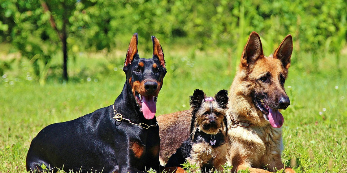Qual a Raça de Cachorro Mais Inteligente?