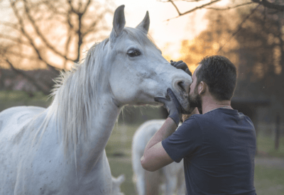Cavalo Pet O Melhor Companheiro para sua Família
