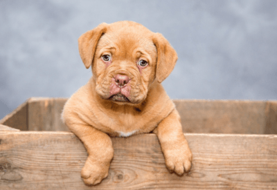 Como Ensinar Seu Pet a Fazer as Necessidades no Lugar Certo