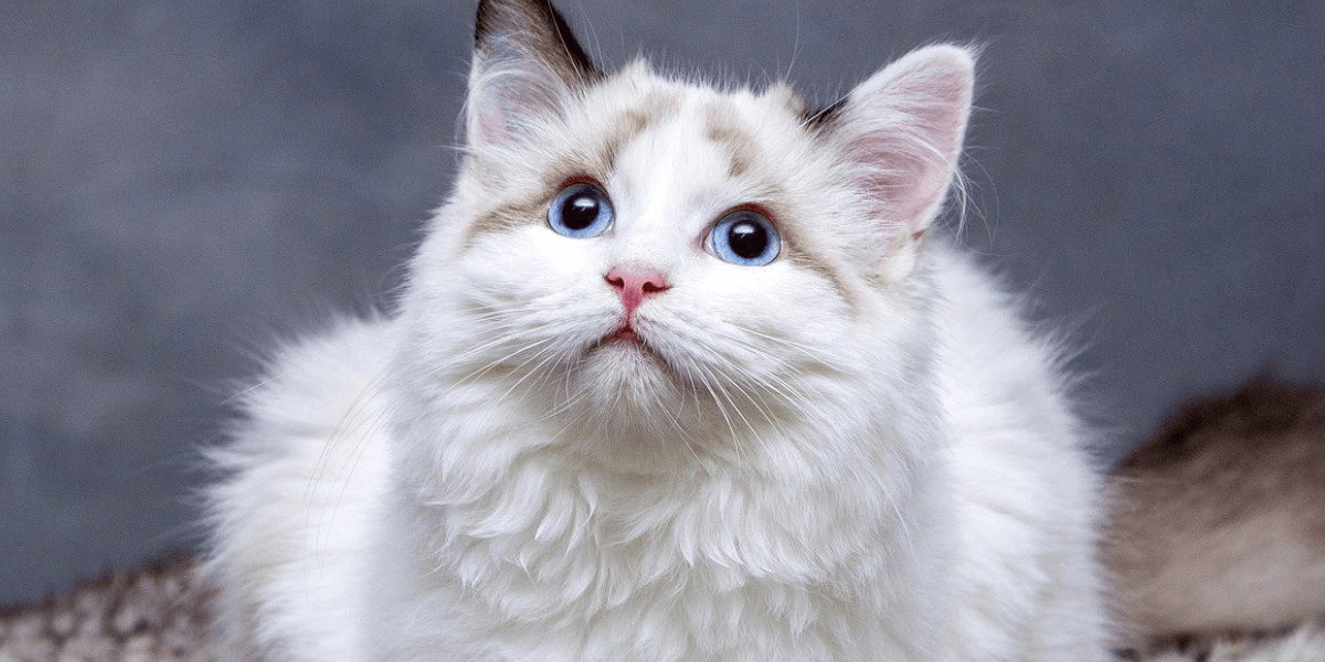 Qual a Melhor Ração para um Gato com Problemas Renais?