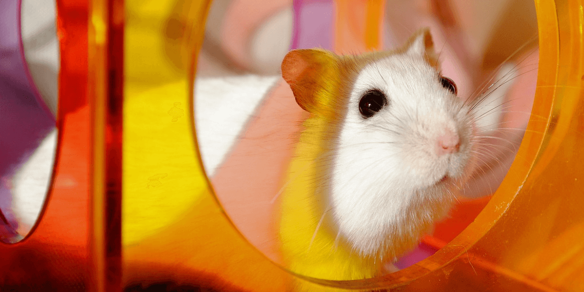 Hamster Albino Tudo o Que Você Precisa Saber Sobre Ele