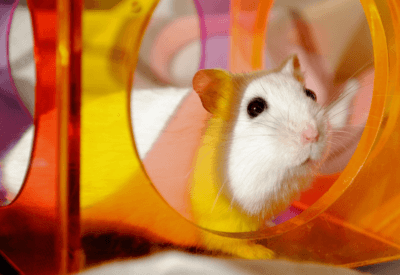 Hamster Albino Tudo o Que Você Precisa Saber Sobre Ele