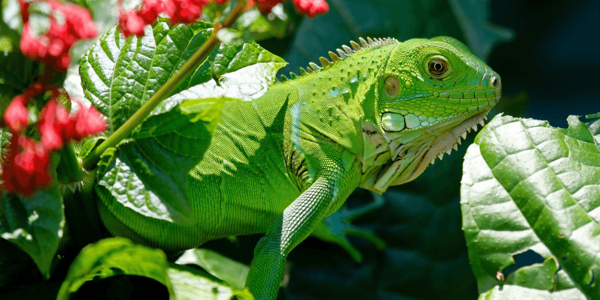 Iguana Verde Tudo o que Você Precisa Saber Sobre Esse Réptil