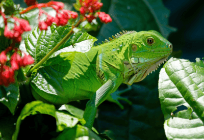 Iguana Verde Tudo o que Você Precisa Saber Sobre Esse Réptil