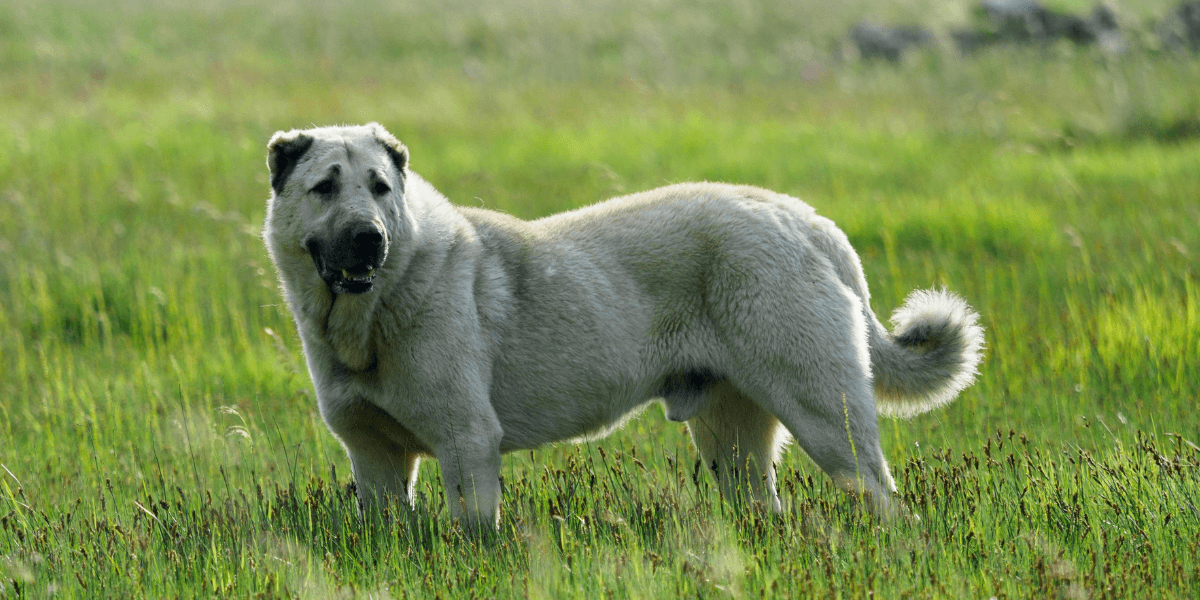 Kangal: O Cão Pastor Forte e Protetor