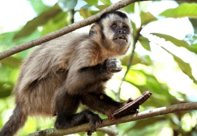 Macaco-Prego de Estimação O Que Você Precisa Saber