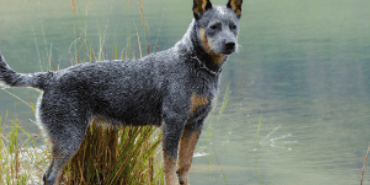 Raça de Cachorro Burriler O Companheiro Forte e Leal