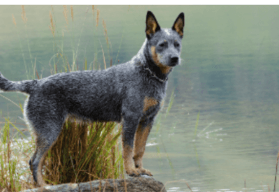 Raça de Cachorro Burriler O Companheiro Forte e Leal