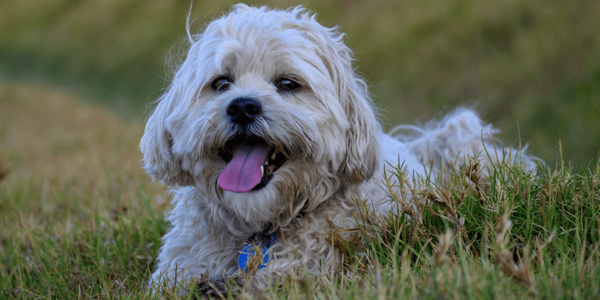 Shih Tzu Filhote Um Companheiro Amoroso e Encantador