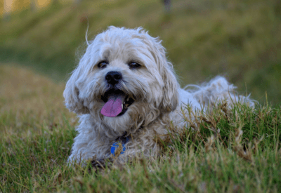 Shih Tzu Filhote Um Companheiro Amoroso e Encantador