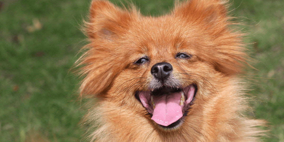 Spitz Alemão Um Cão Charmoso, Inteligente e Companheiro
