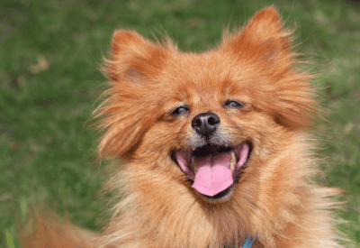 Spitz Alemão Um Cão Charmoso, Inteligente e Companheiro